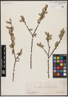 Foto von Salix aurita L.